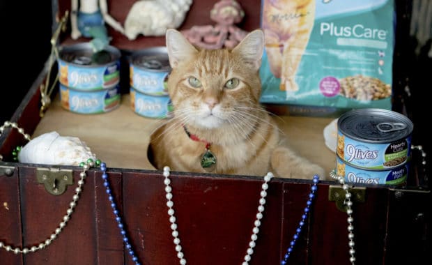 Morris the Cat